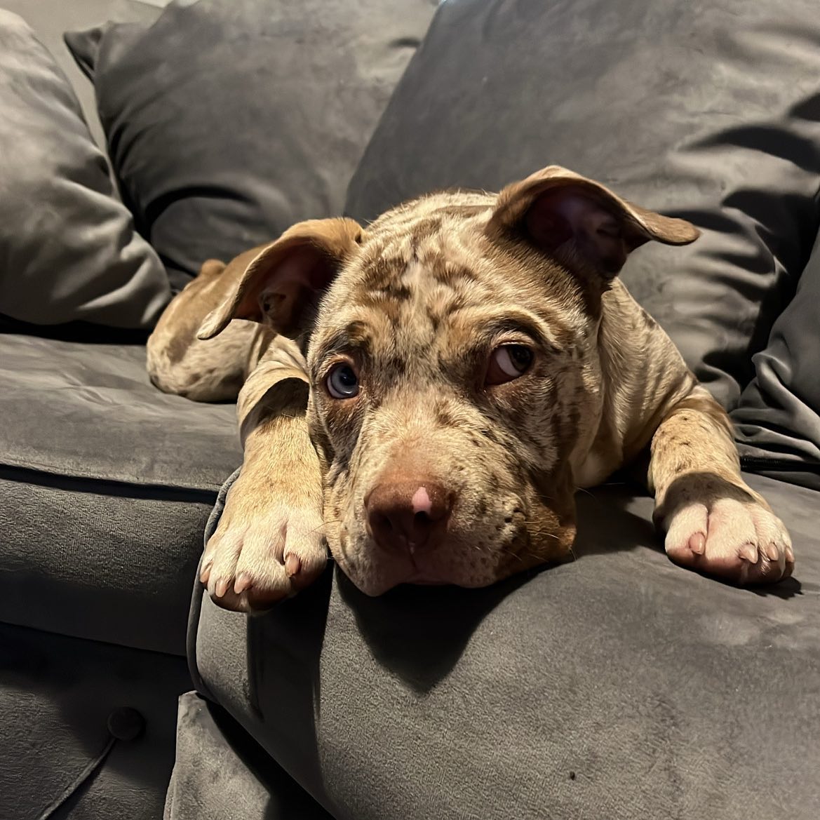 Pitbull puppies for sale