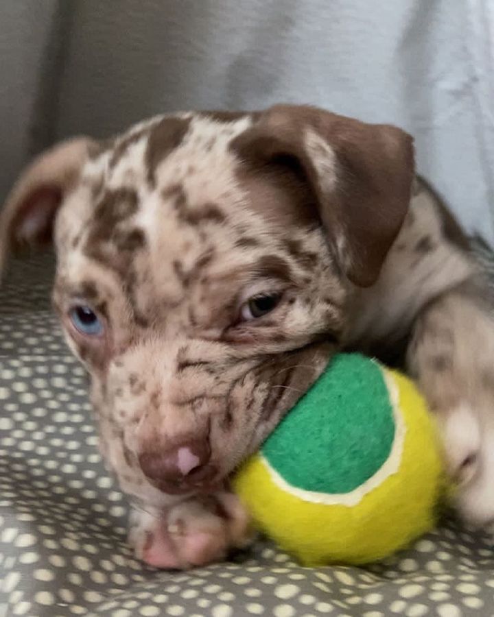 Bella Female (3)