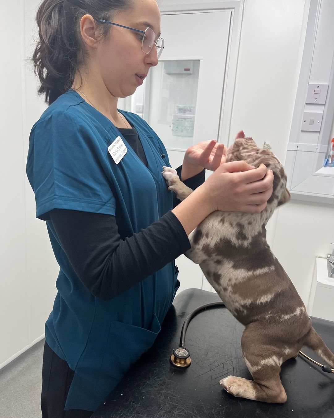 Pitbull Puppies For Sale​