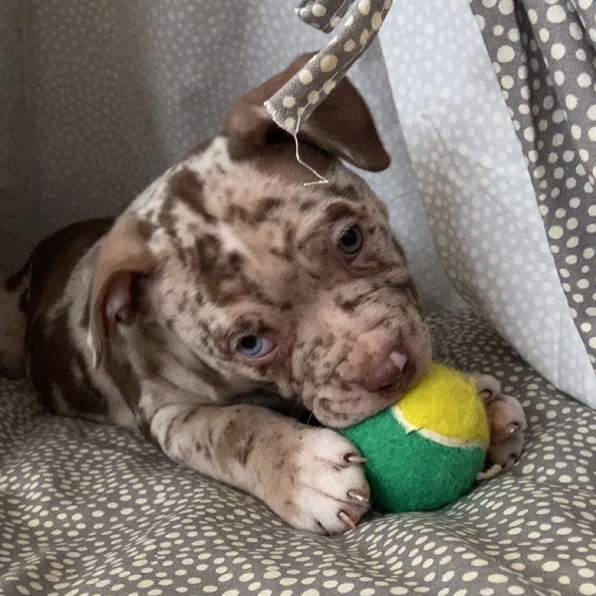 Pitbull puppies for sale