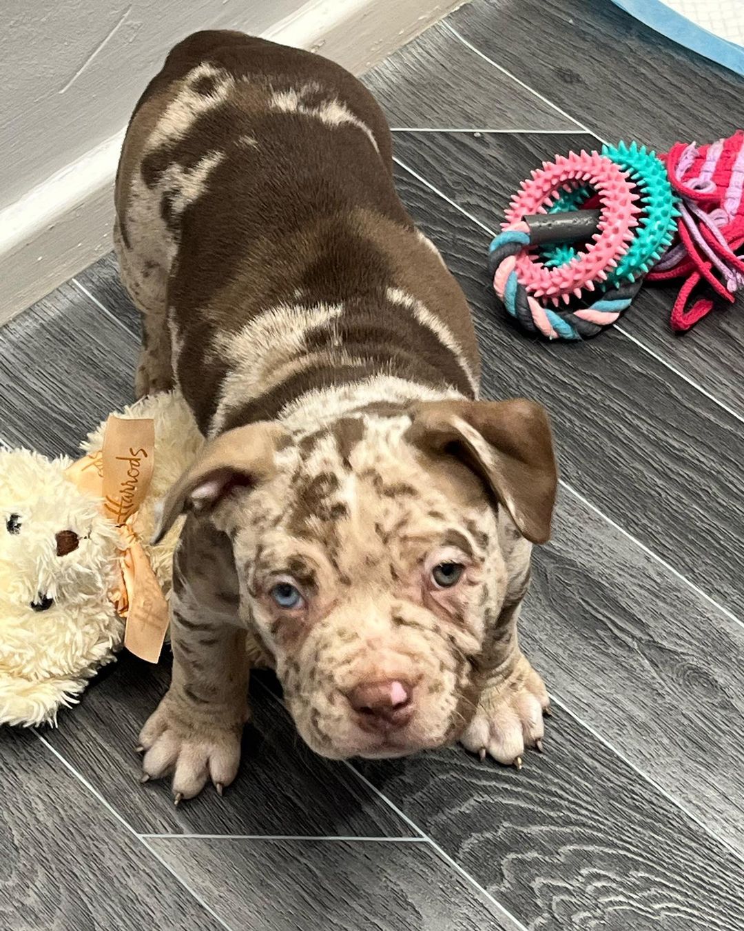 Pitbull puppies for sale