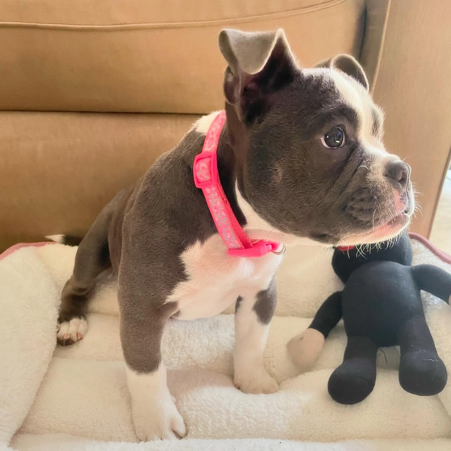Pitbull puppies for sale near me
