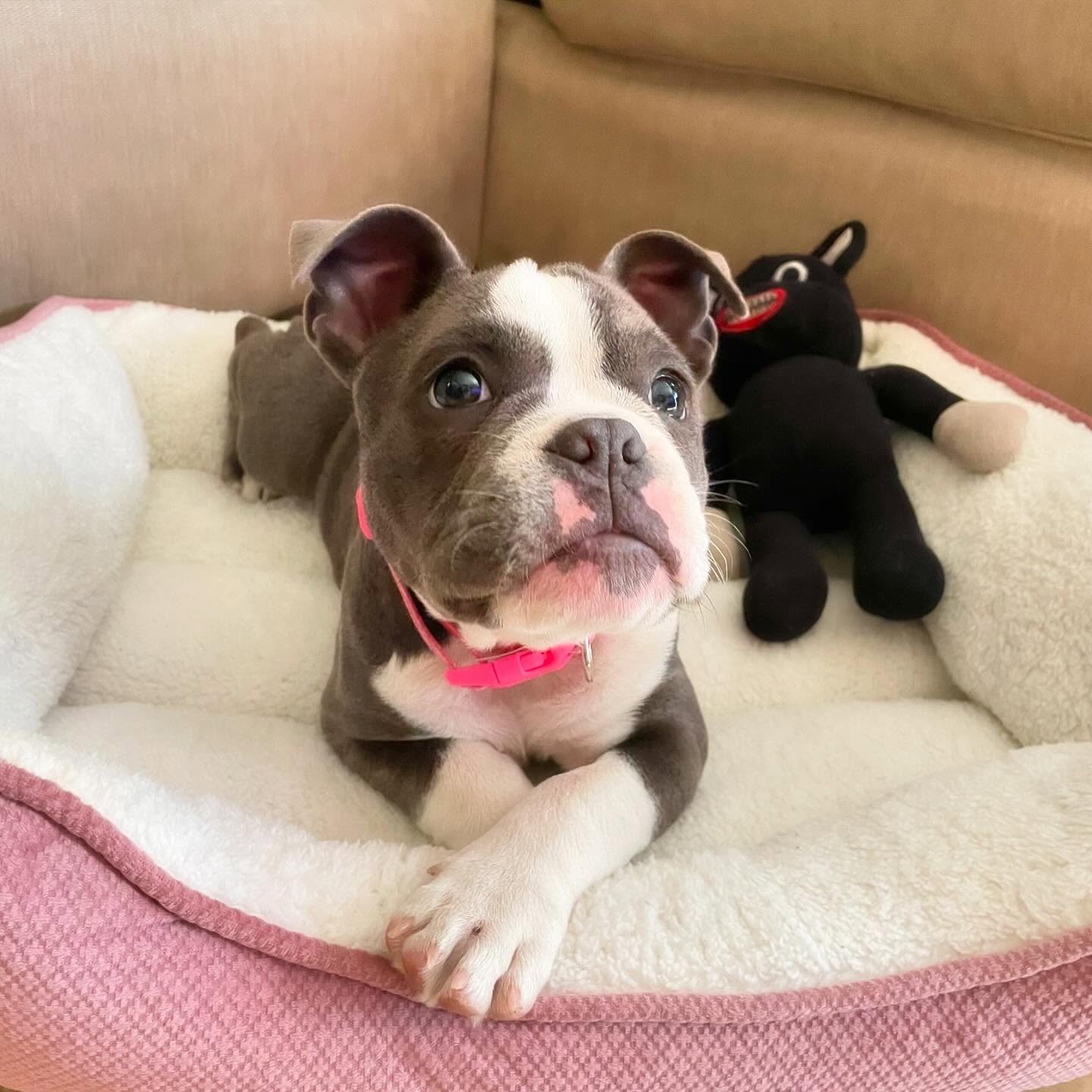 Pitbull puppies for sale near me