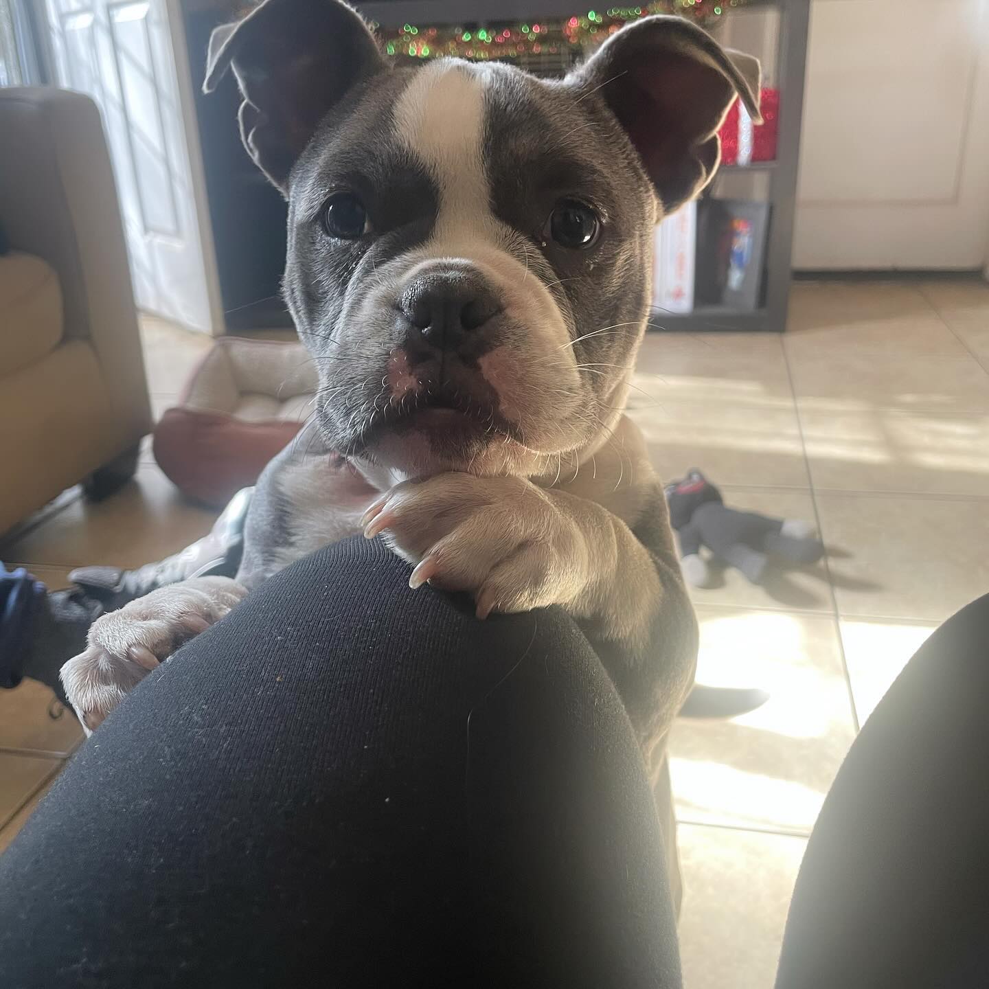 Pitbull puppies for sale near me