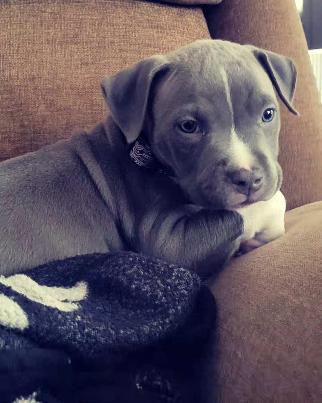 Pitbull puppies for sale