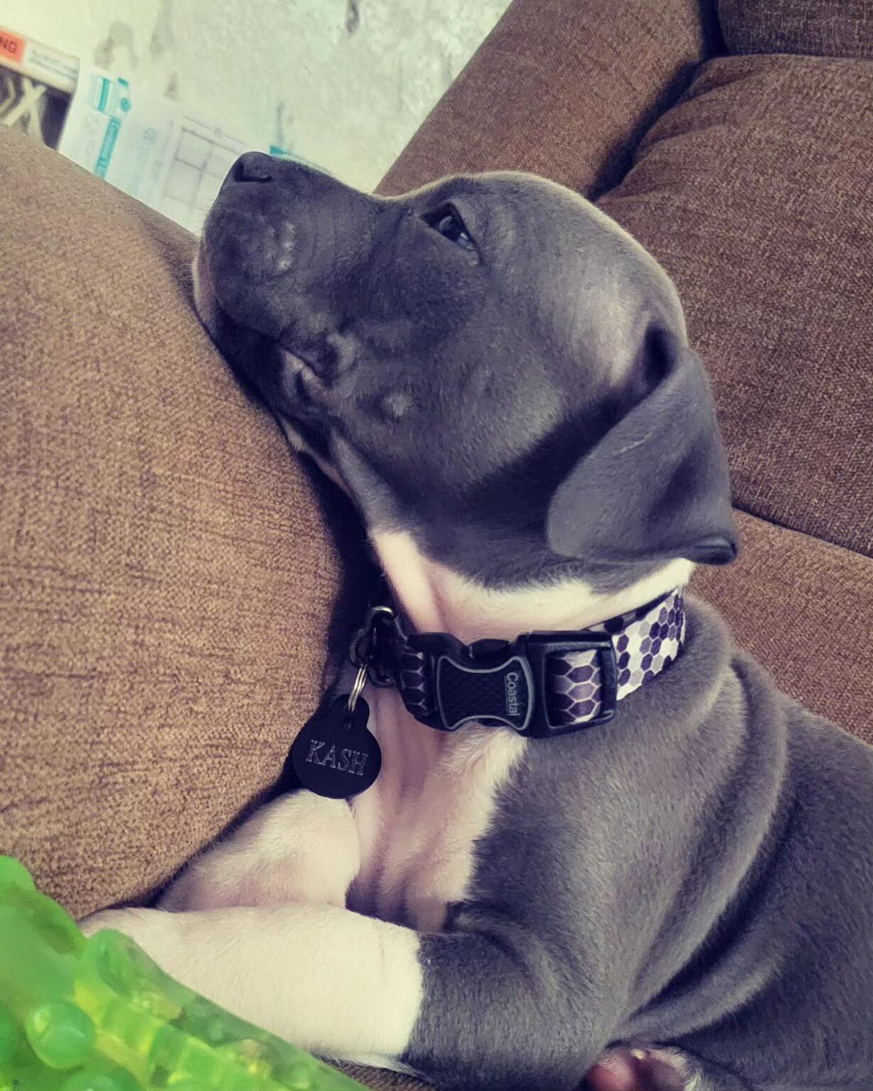 Pitbull puppies for sale