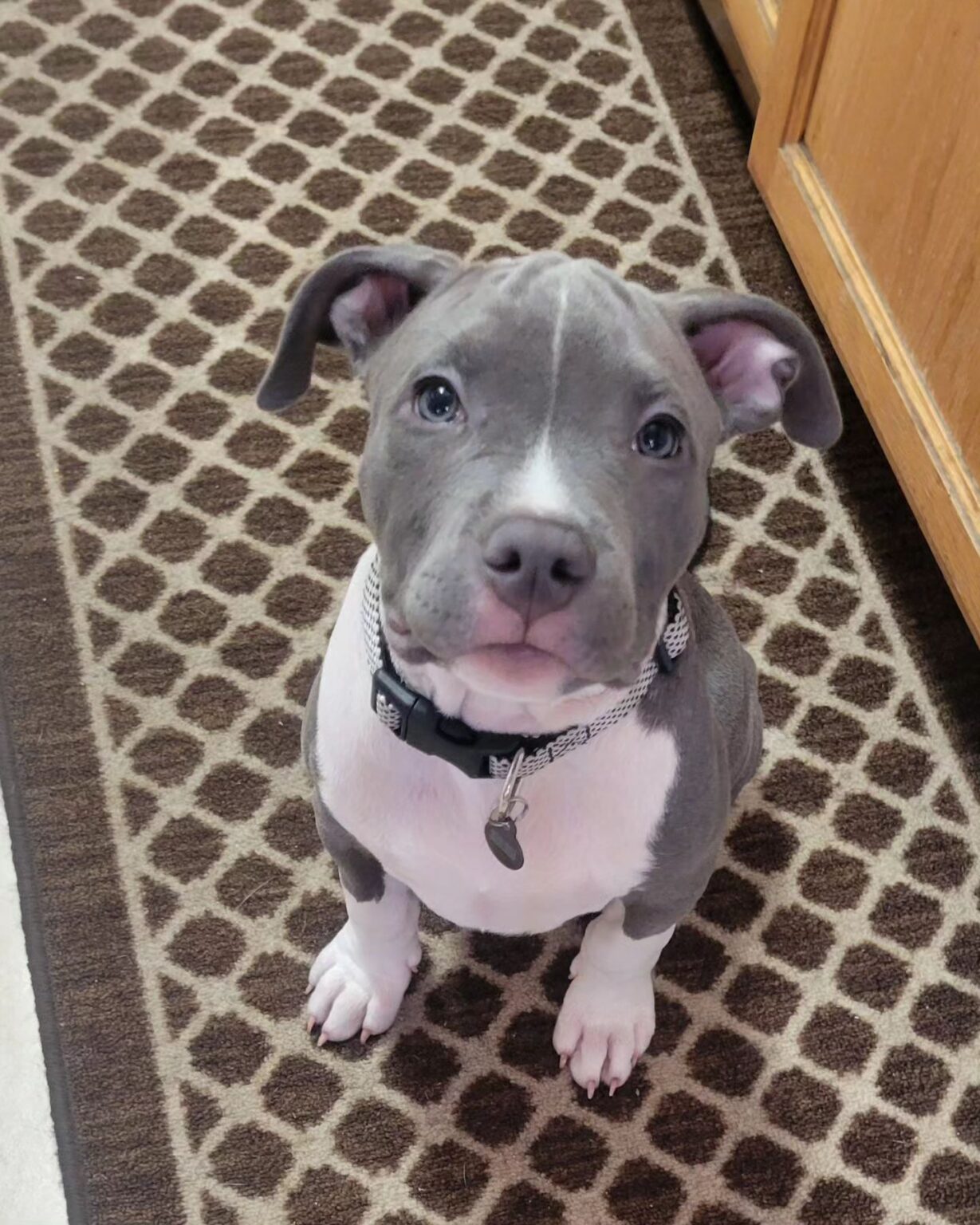 Pitbull puppies for sale