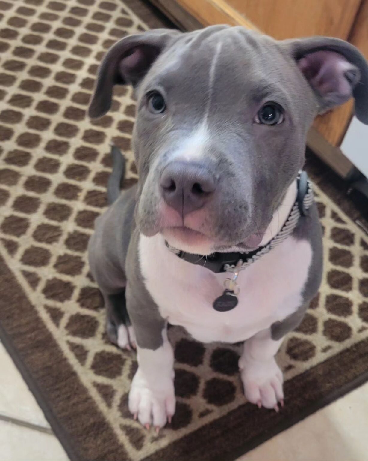 Pitbull puppies for sale