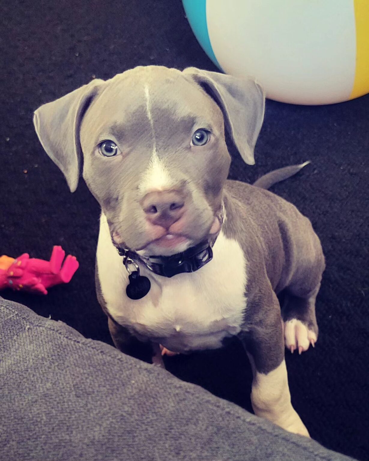 Pitbull puppies for sale