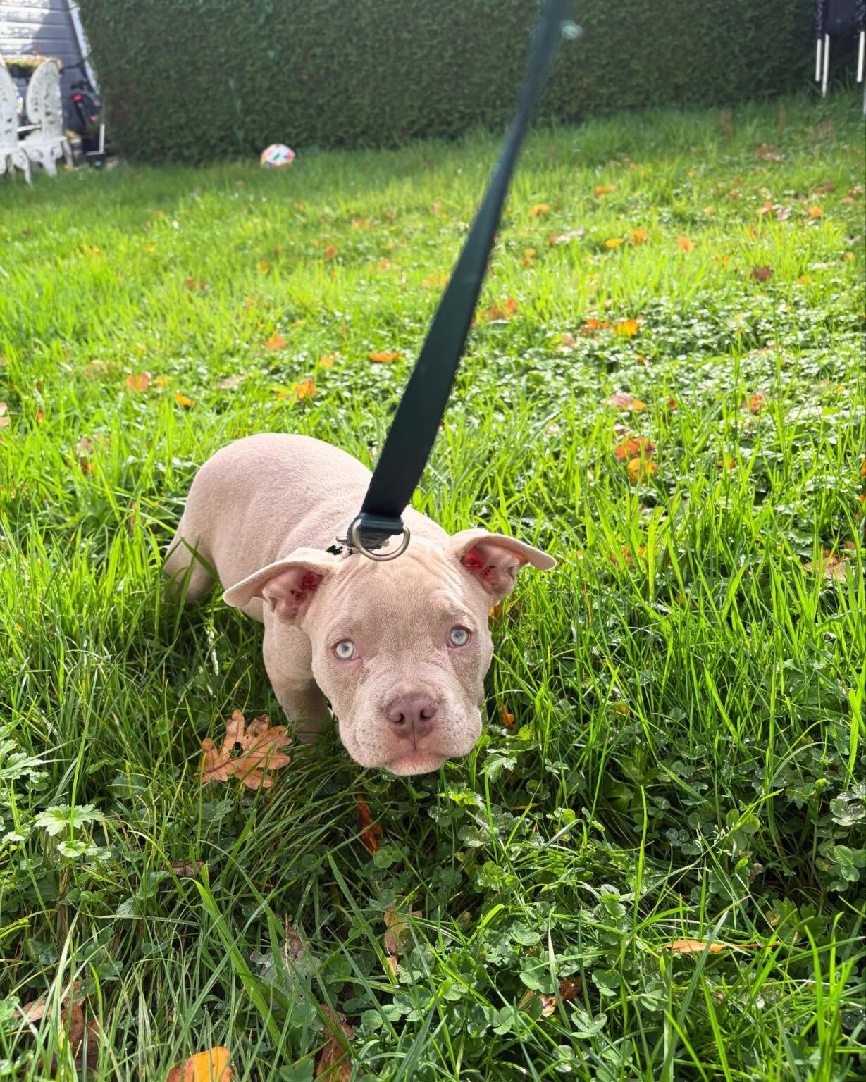 Pitbulls for sale near me
