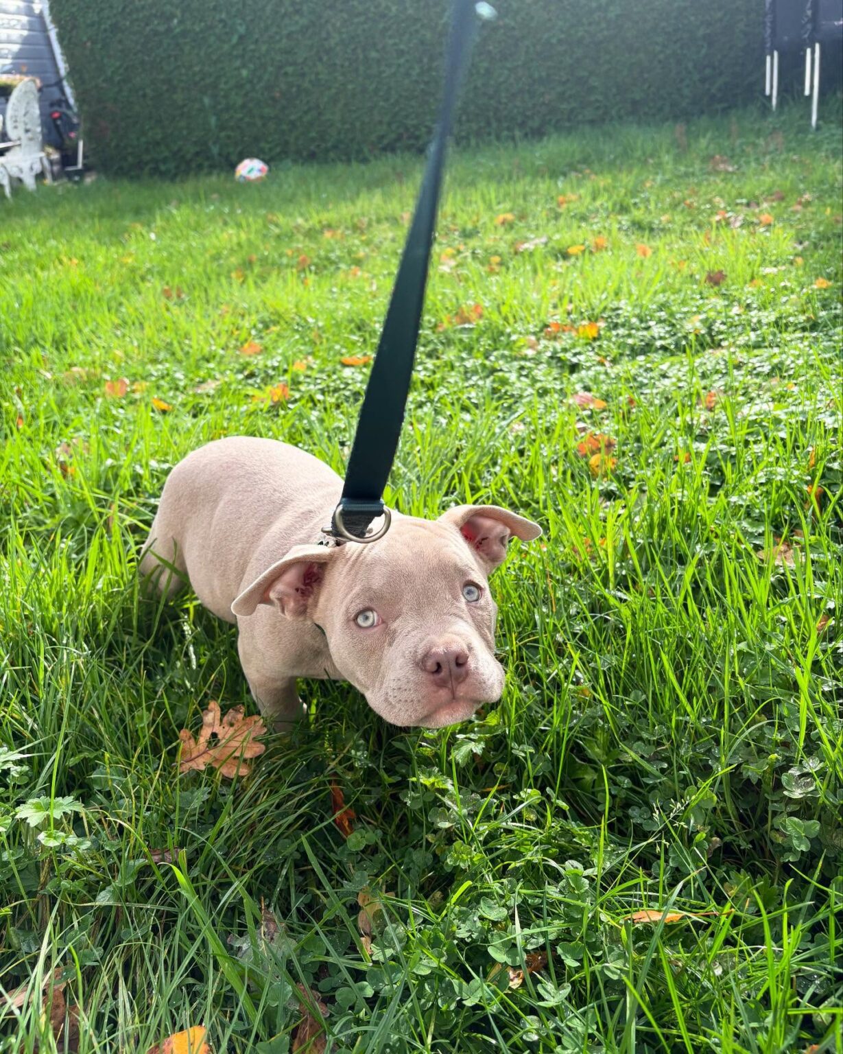 Pitbull for sale near me
