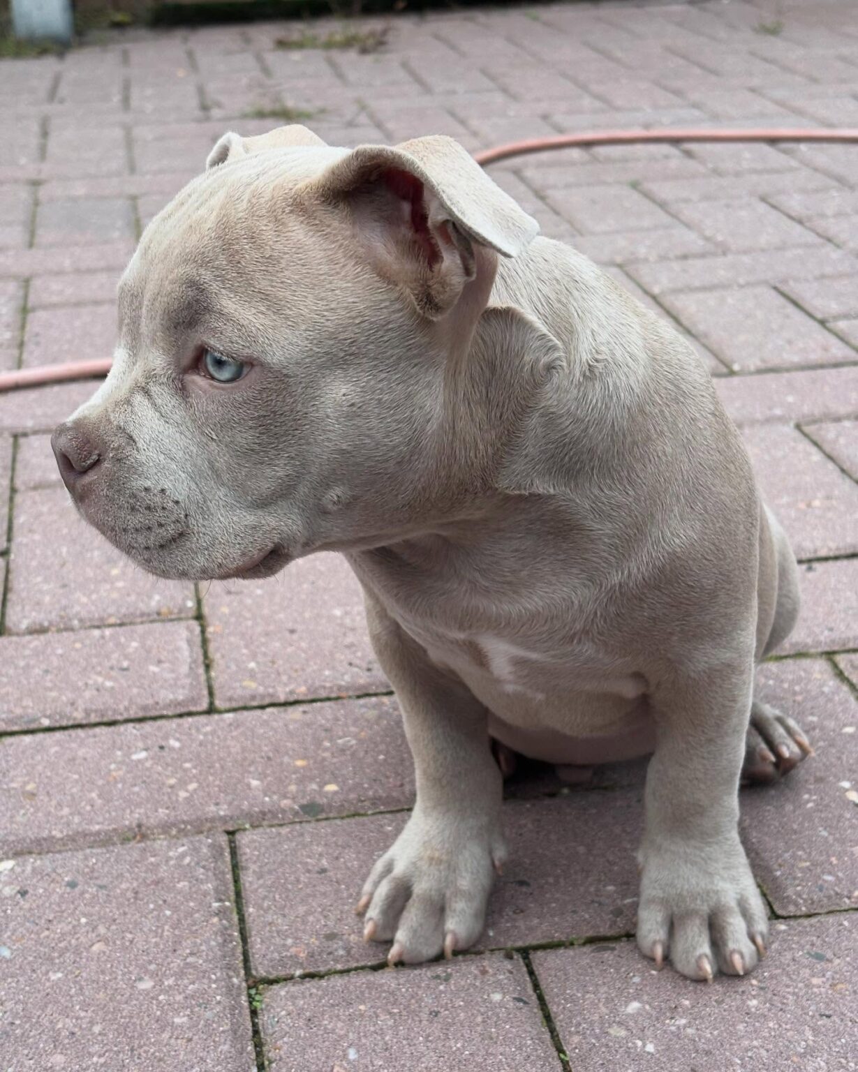 Pitbull for sale near me