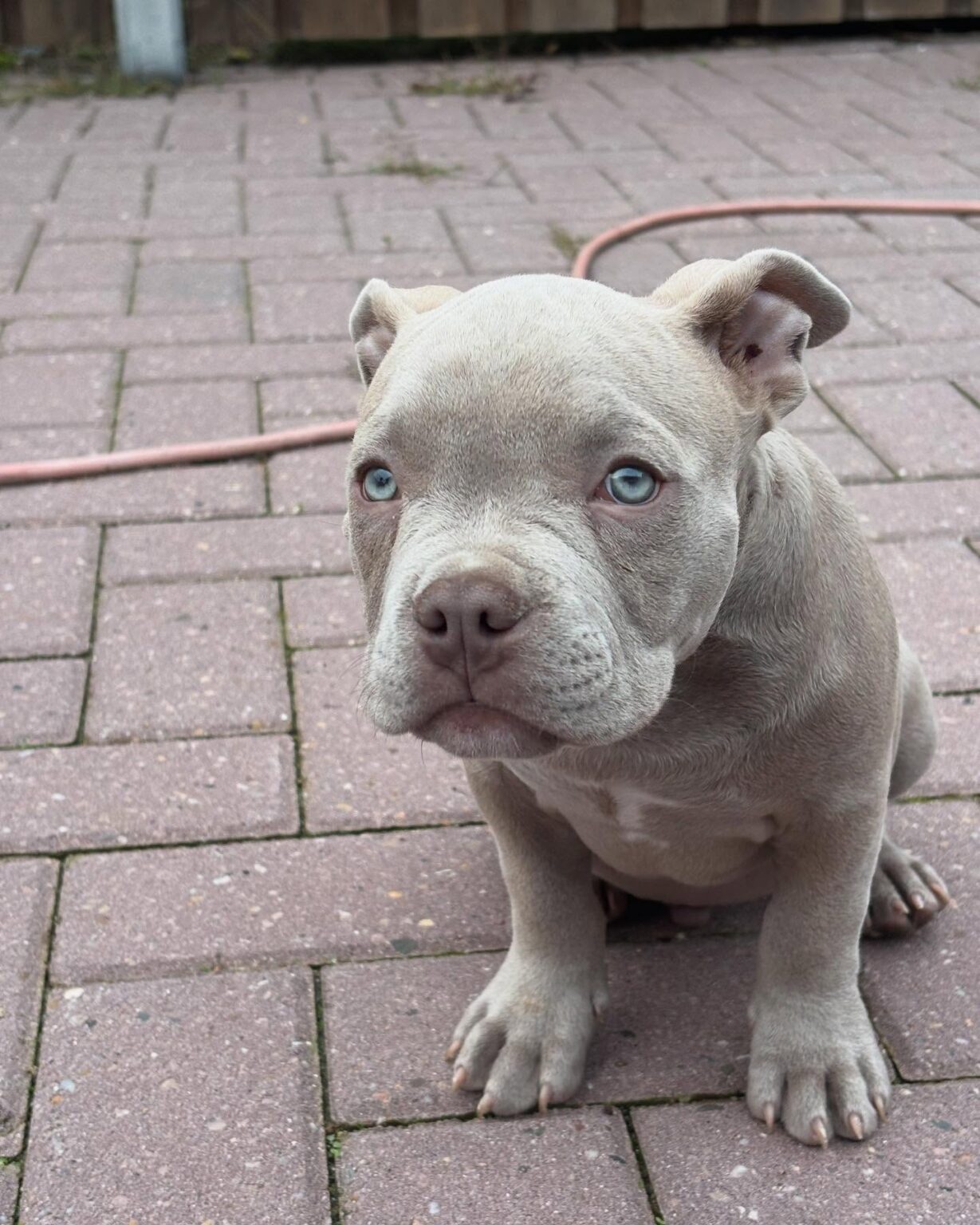 Pitbull for sale near me