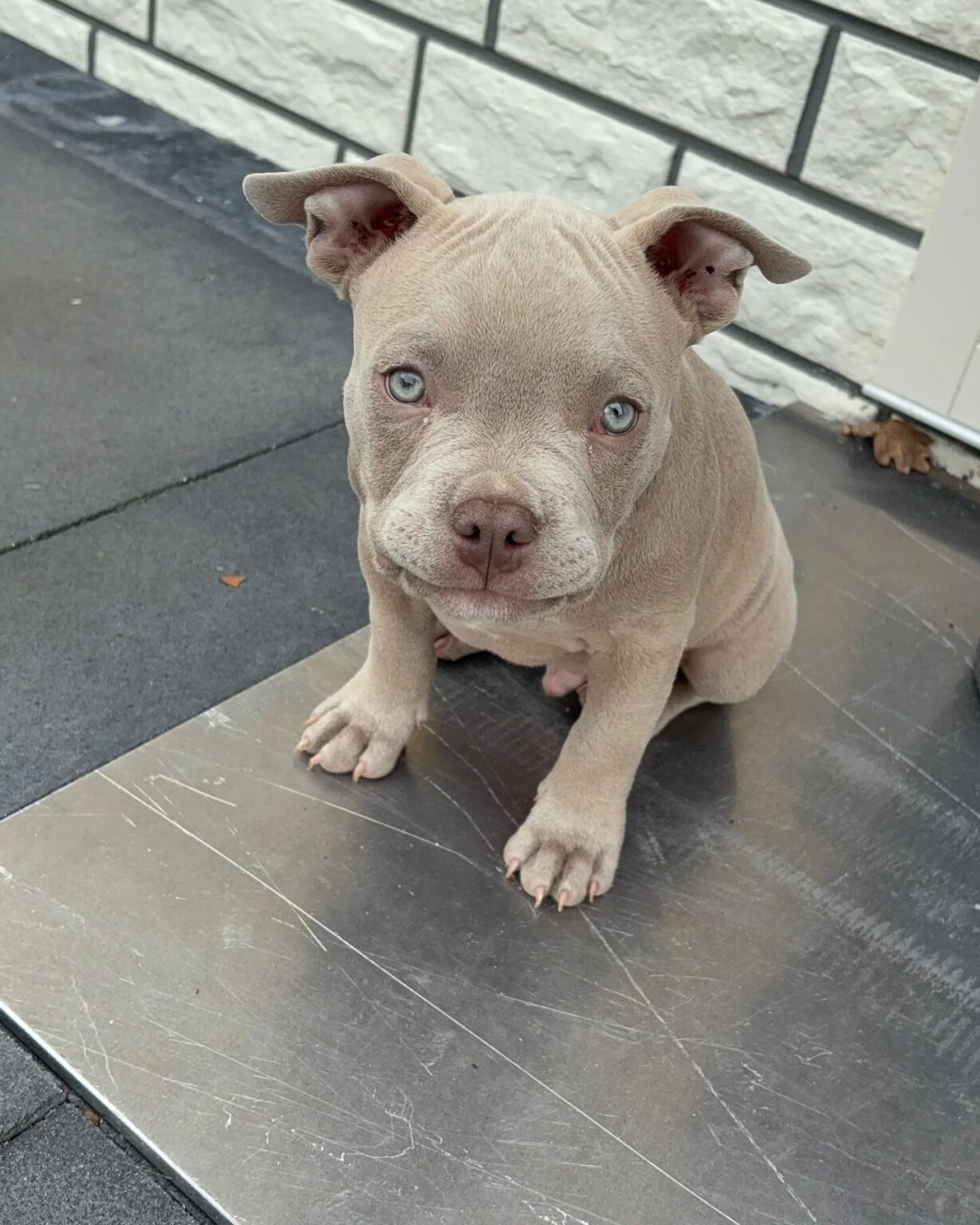 Pitbull for sale near me