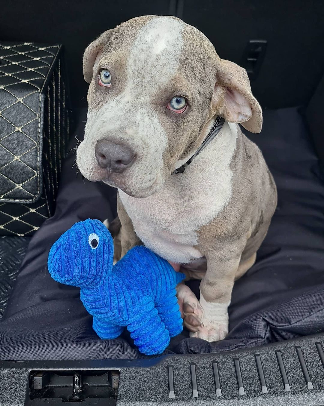 Pitbull dog blue nose for sale