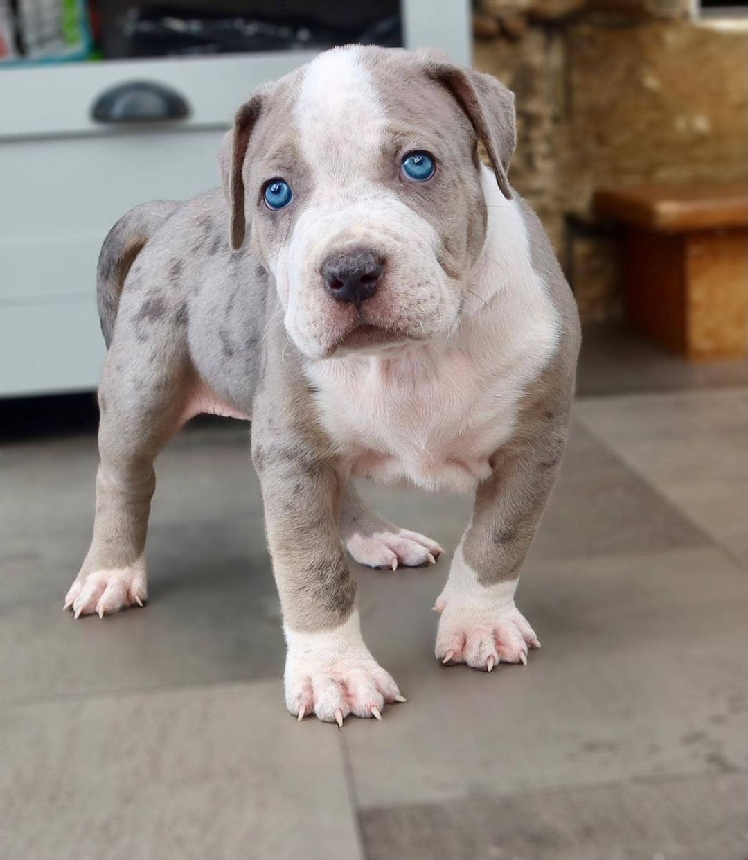 Pitbull dog blue nose for sale