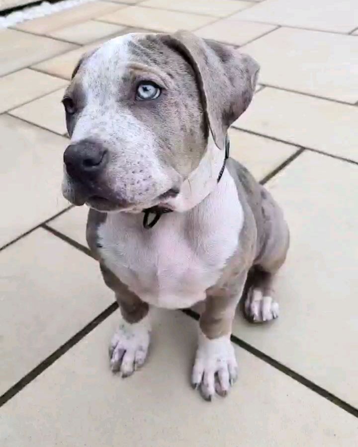 Pitbull dog blue nose for sale