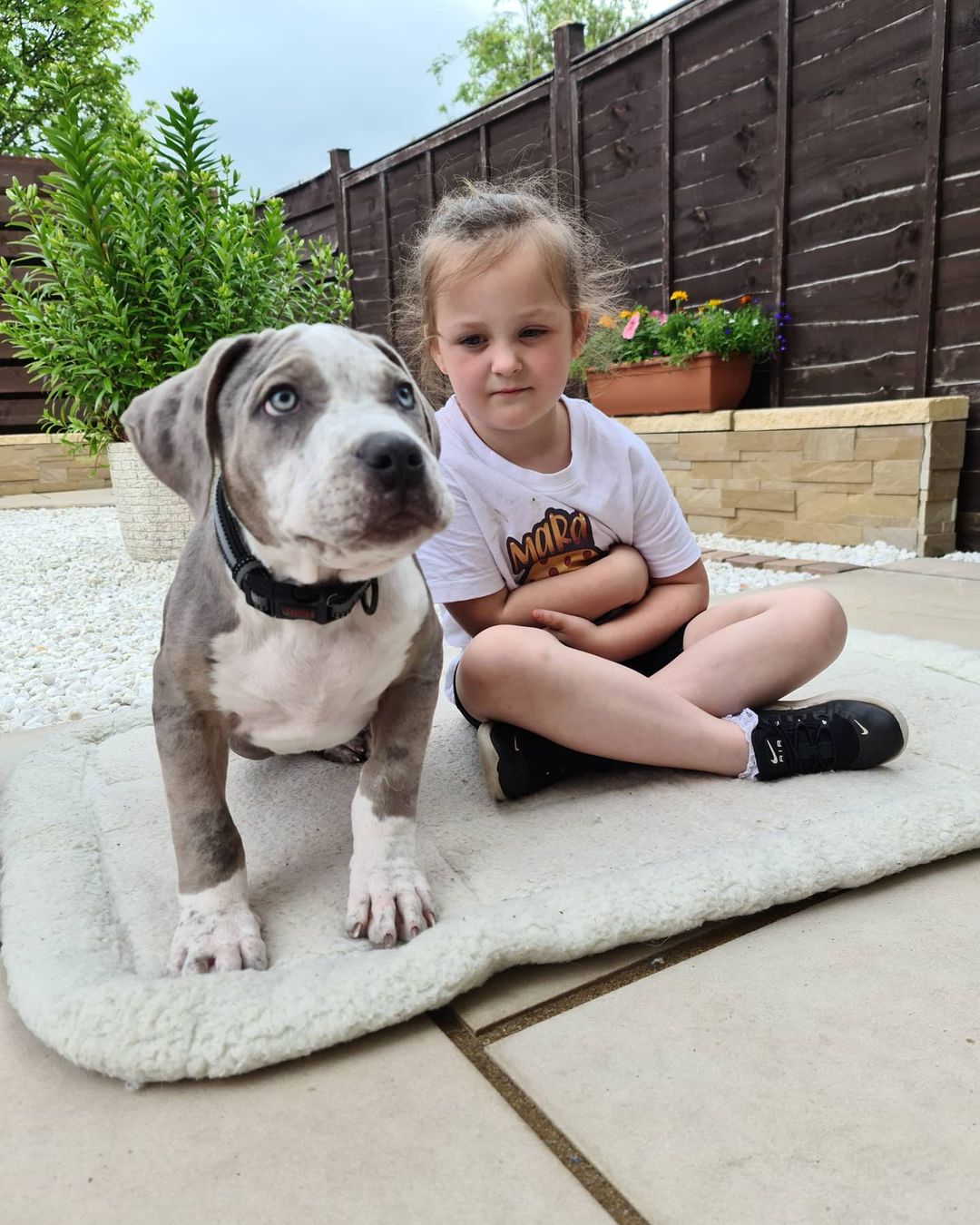 Pitbull dog blue nose for sale