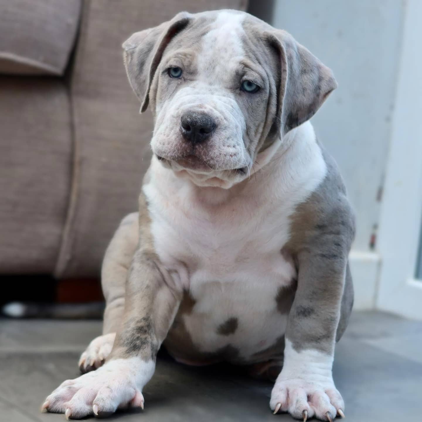 Pitbull dog blue nose for sale