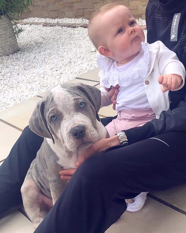Pitbull dog blue nose for sale