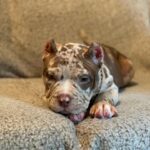 Pitbull breeds for sale