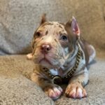 Pitbull breeds for sale