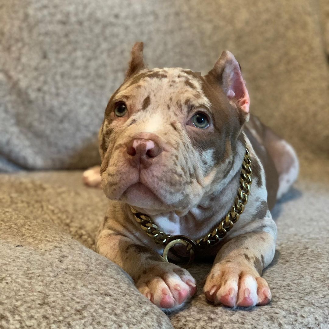 Pitbull puppies for sale near me