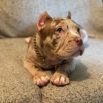 Pitbull breeds for sale