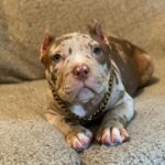 Pitbull breeds for sale