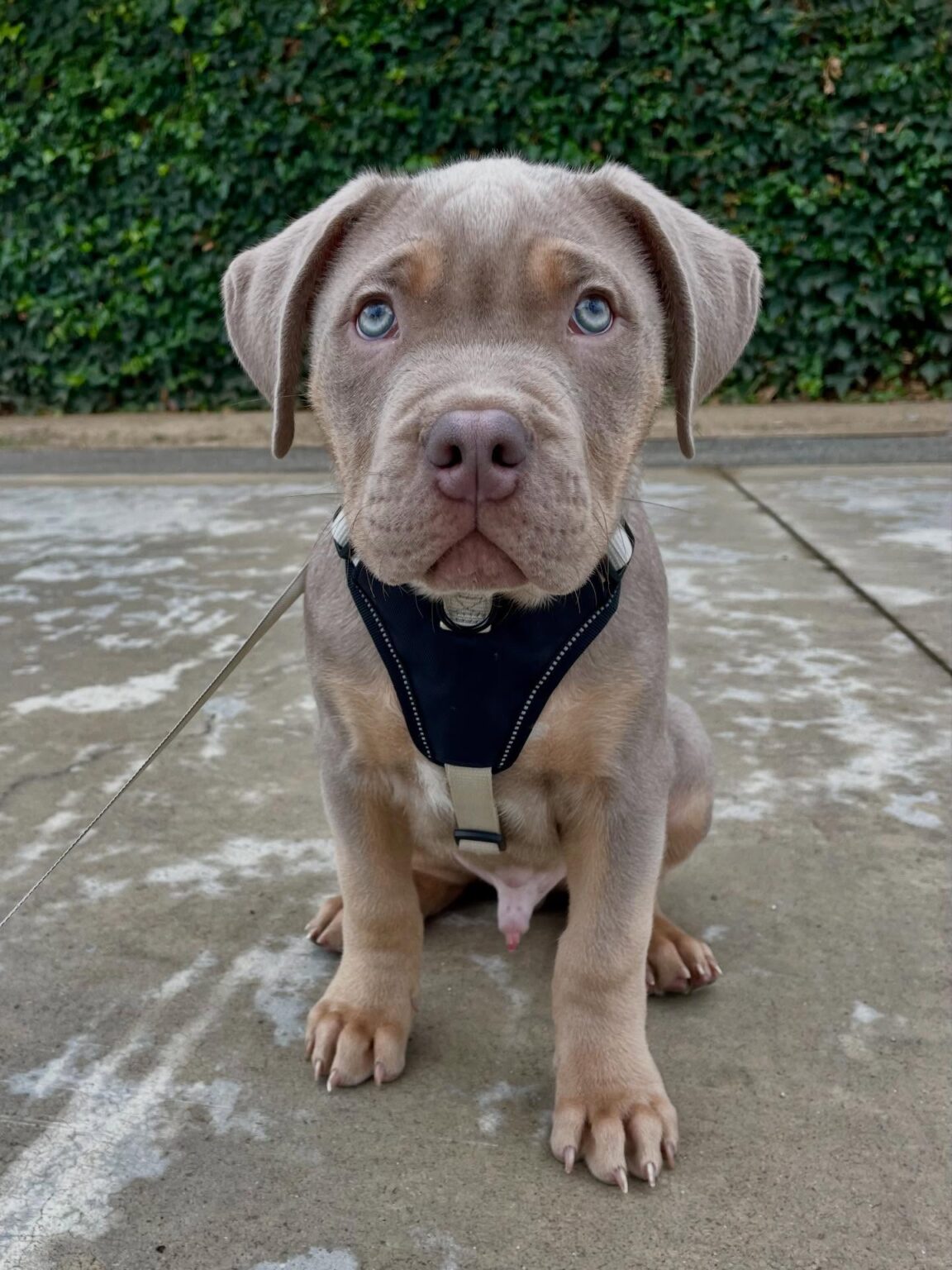 Pitbull puppies for sale near me