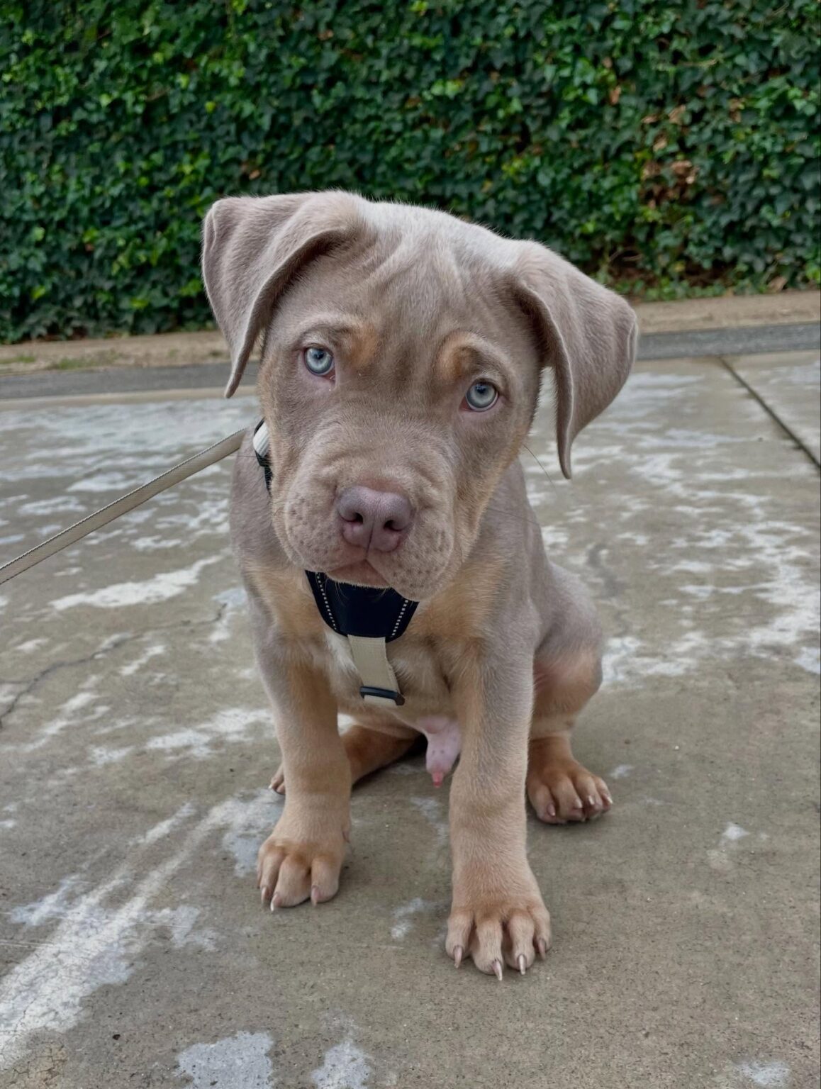 Pitbull puppies for sale near me