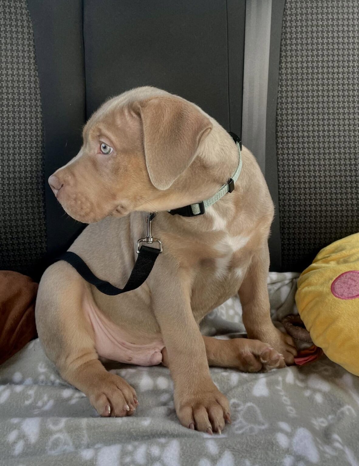 Pitbull puppies for sale near me