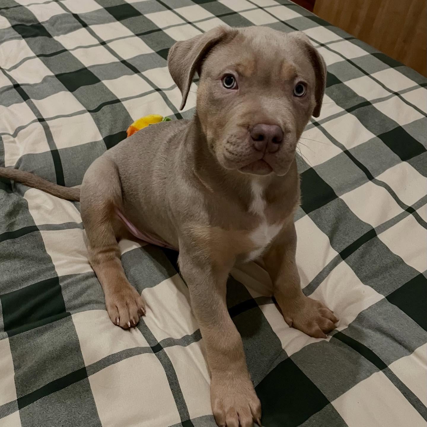 Pitbull puppies for sale near me