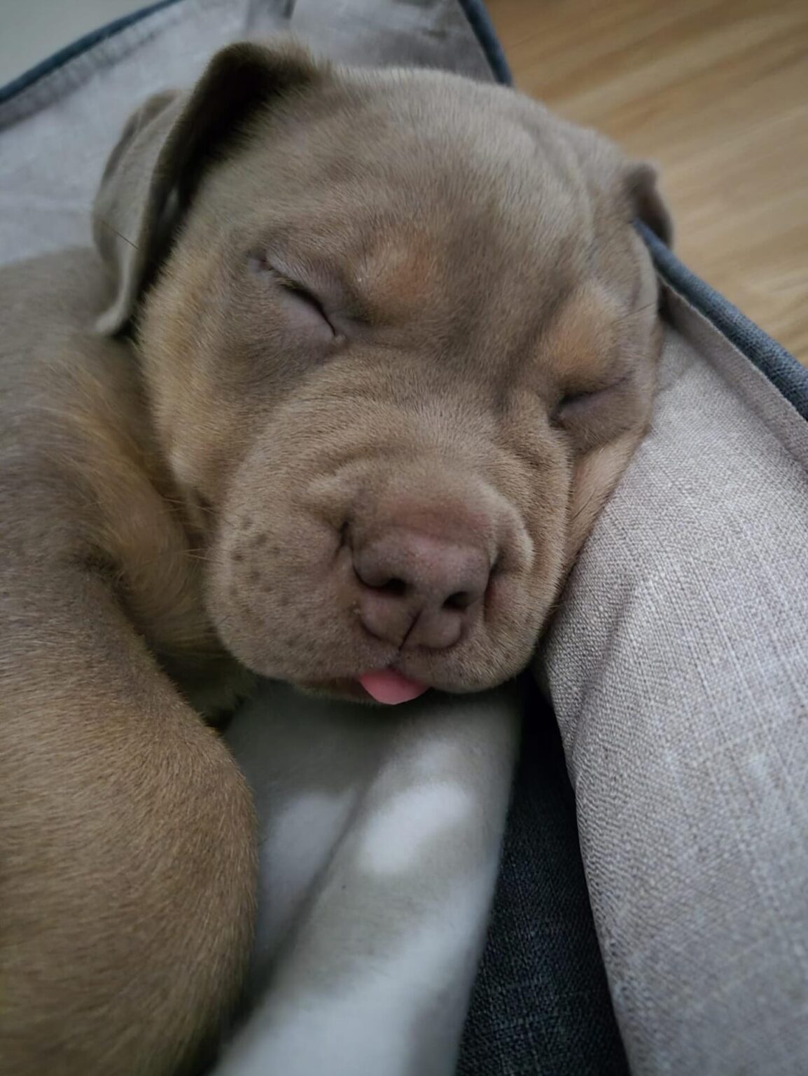 Pitbull puppies for sale near me