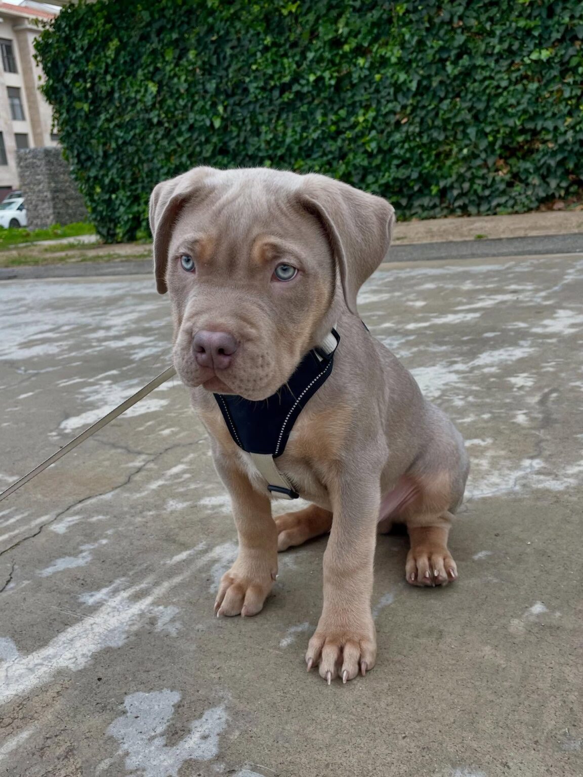 Pitbull puppies for sale near me