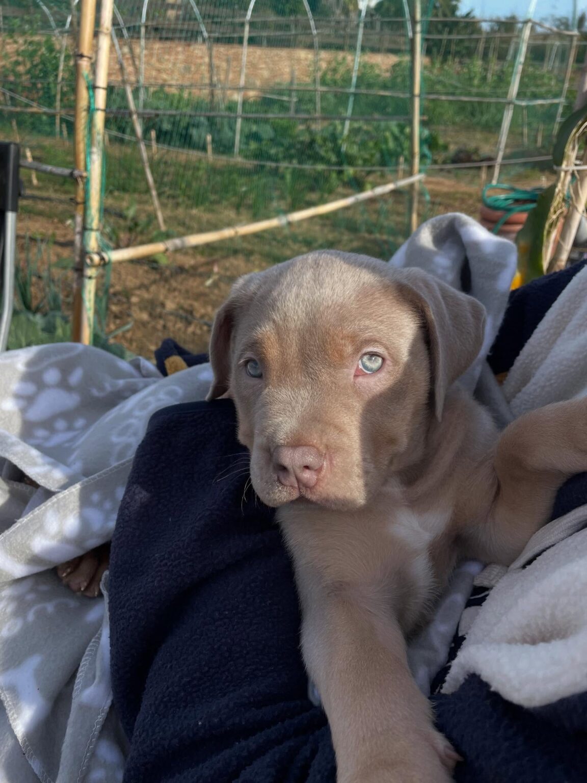 Pitbull puppies for sale near me