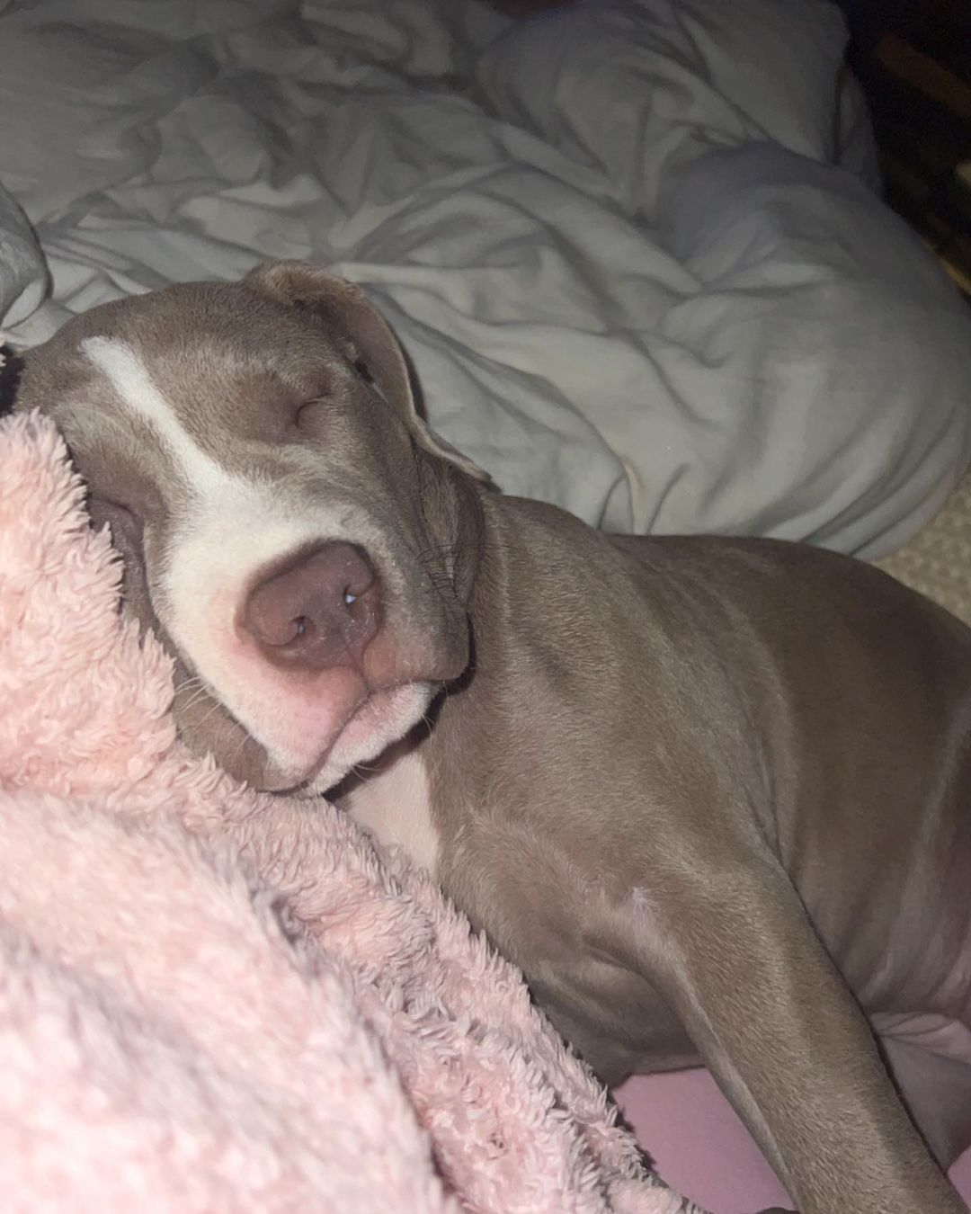 Pitbull for sale near me