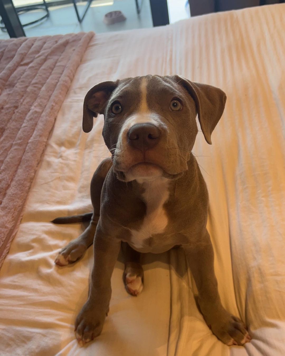 Pitbull for sale near me