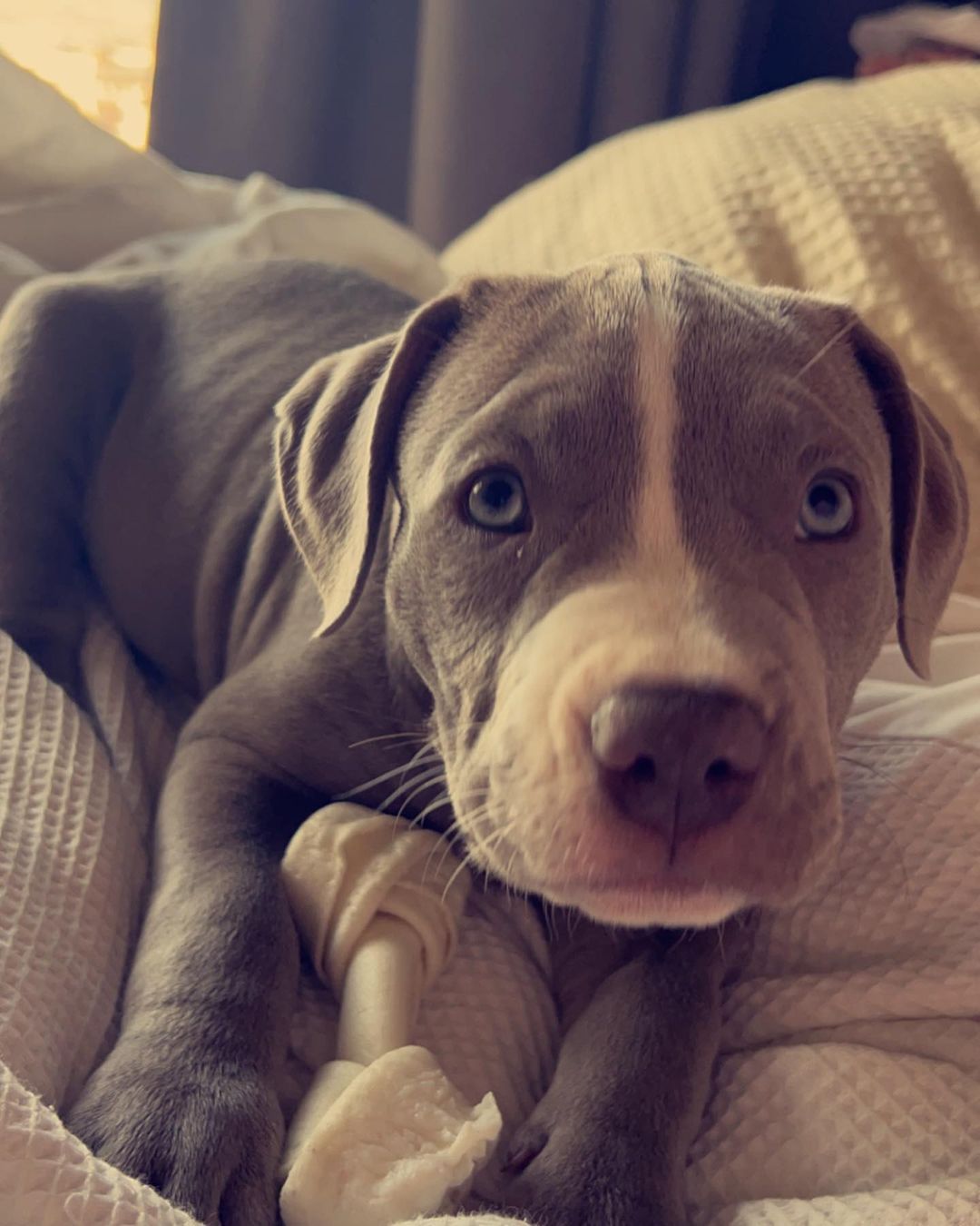 Pitbull for sale near me
