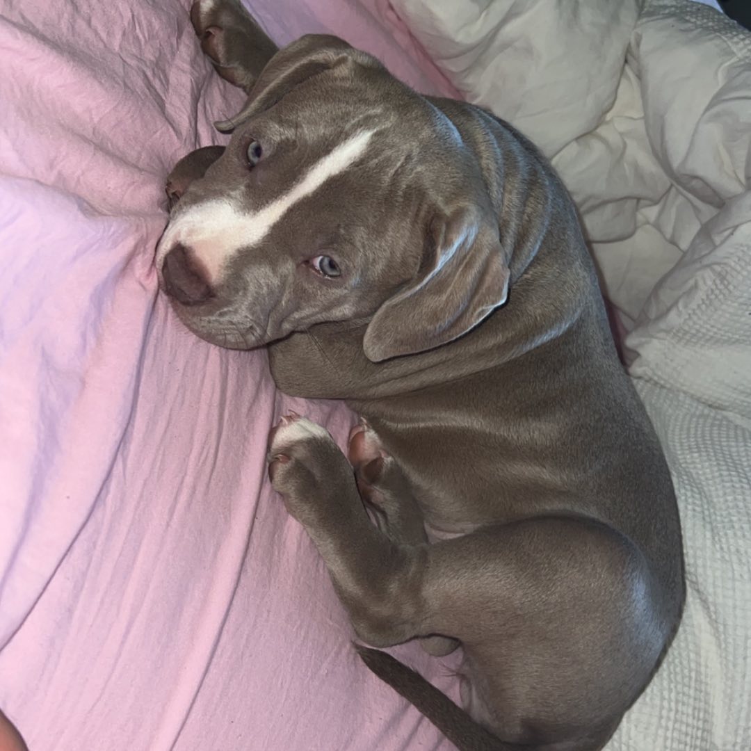 Pitbull for sale near me
