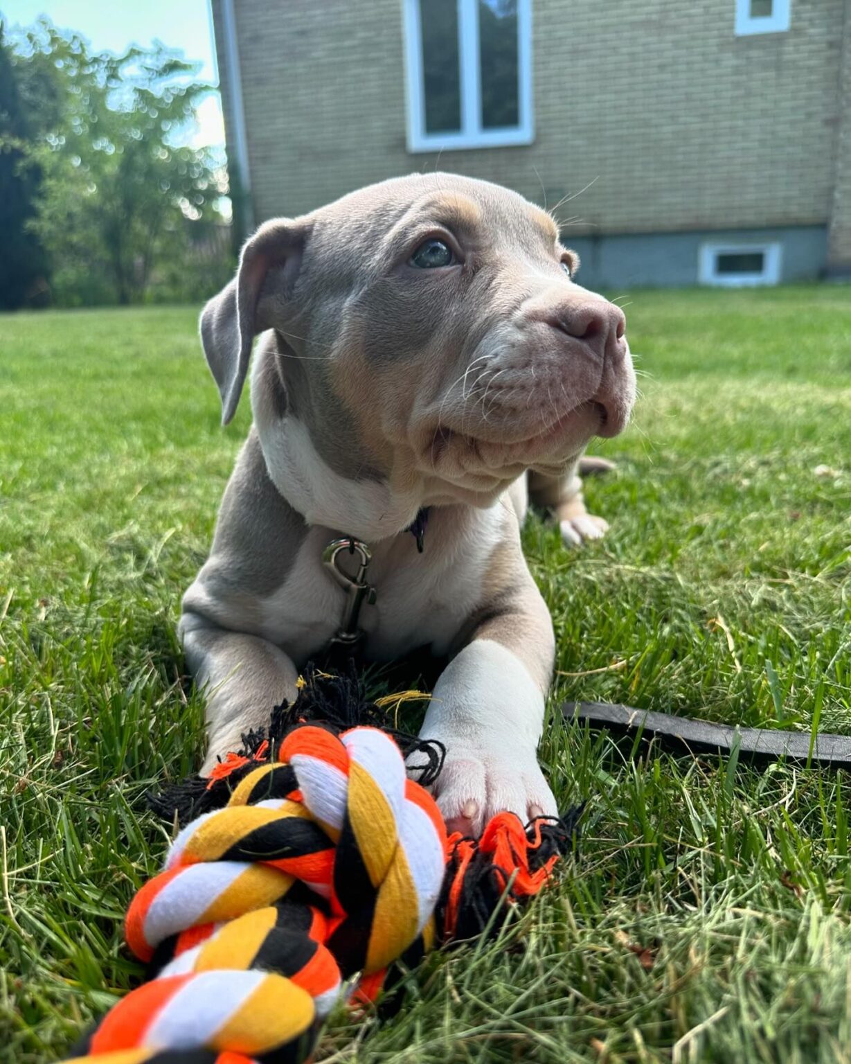 Pitbull for sale