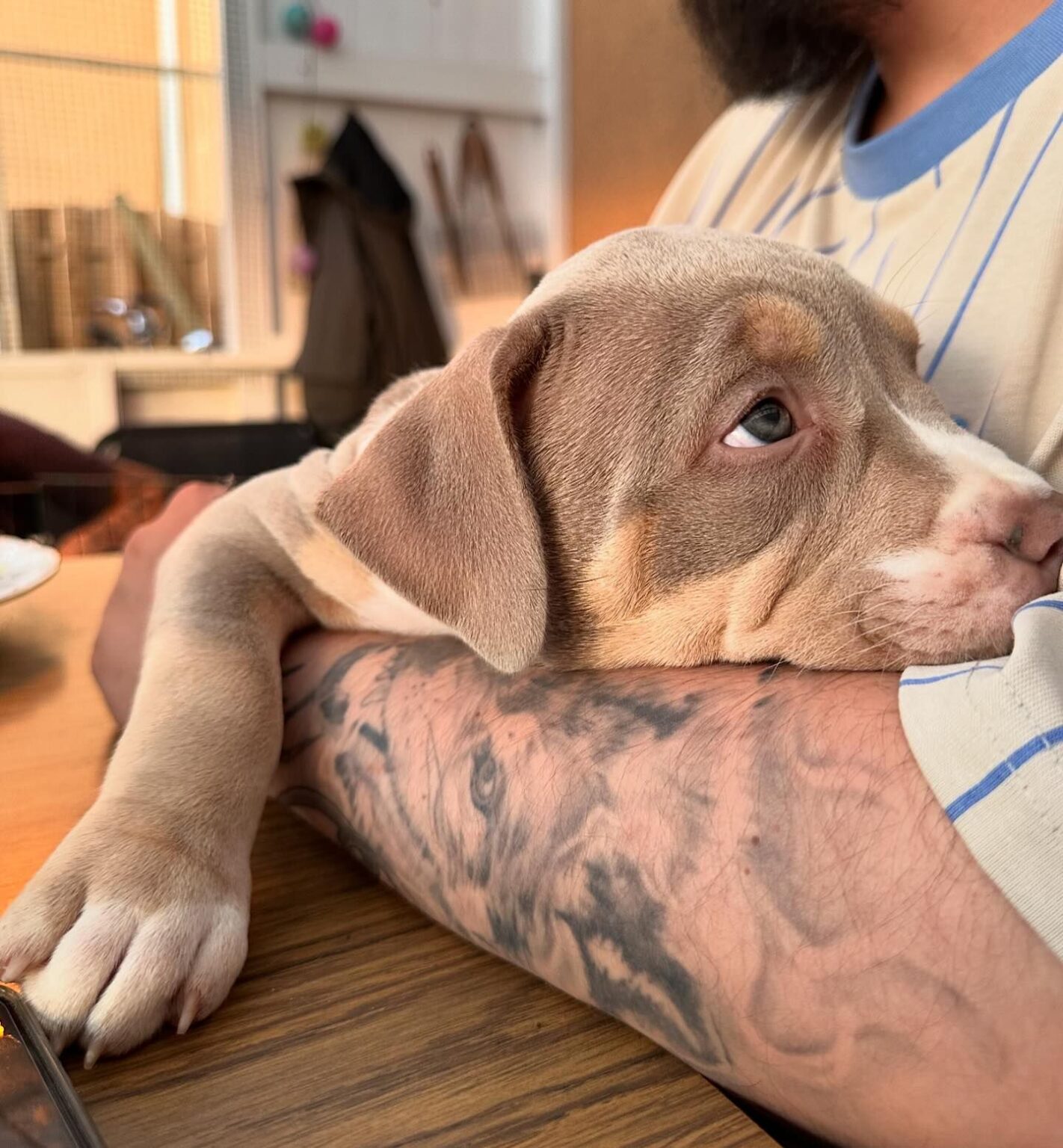 Pitbull for sale