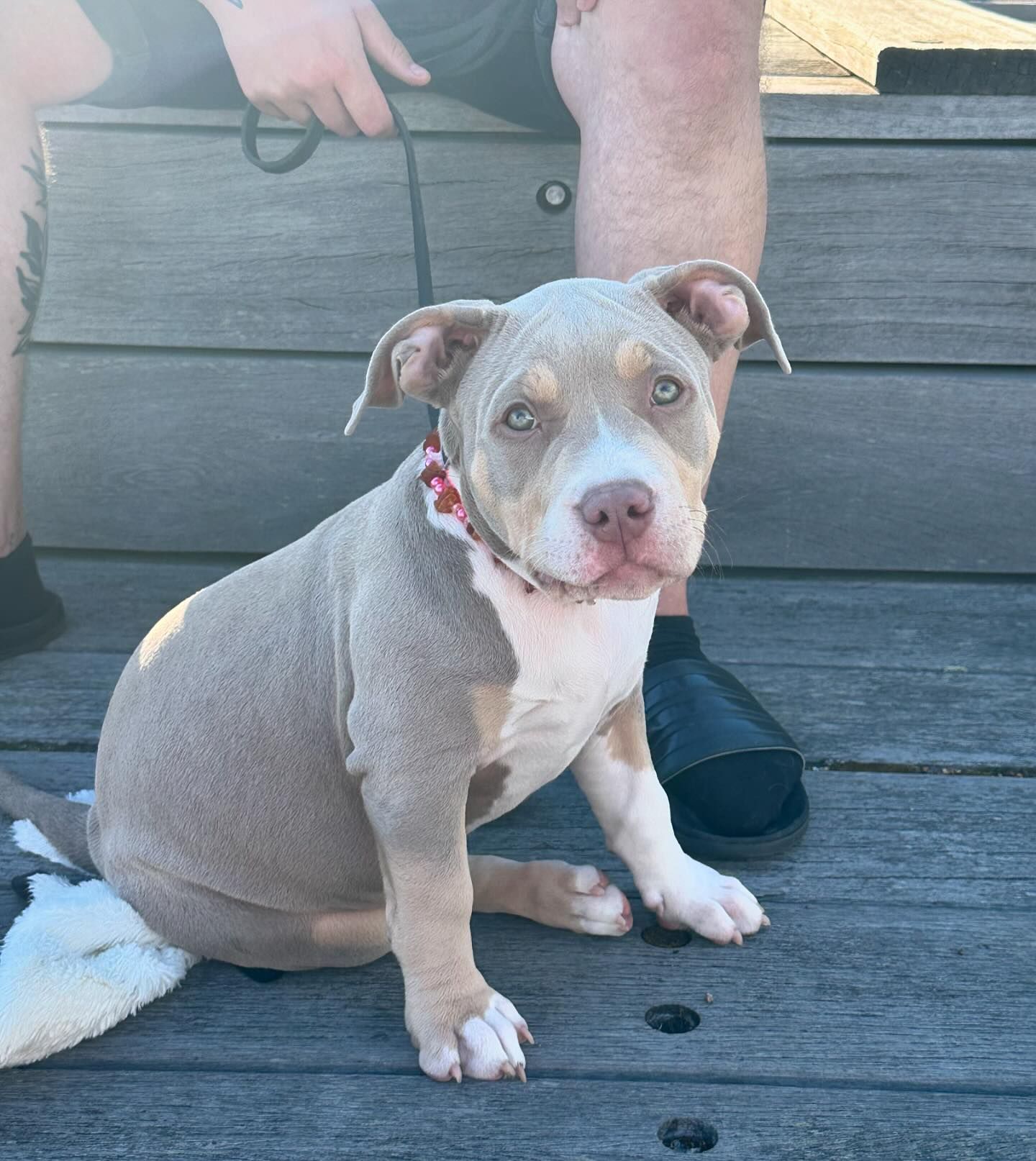 Pitbull puppies for sale near me