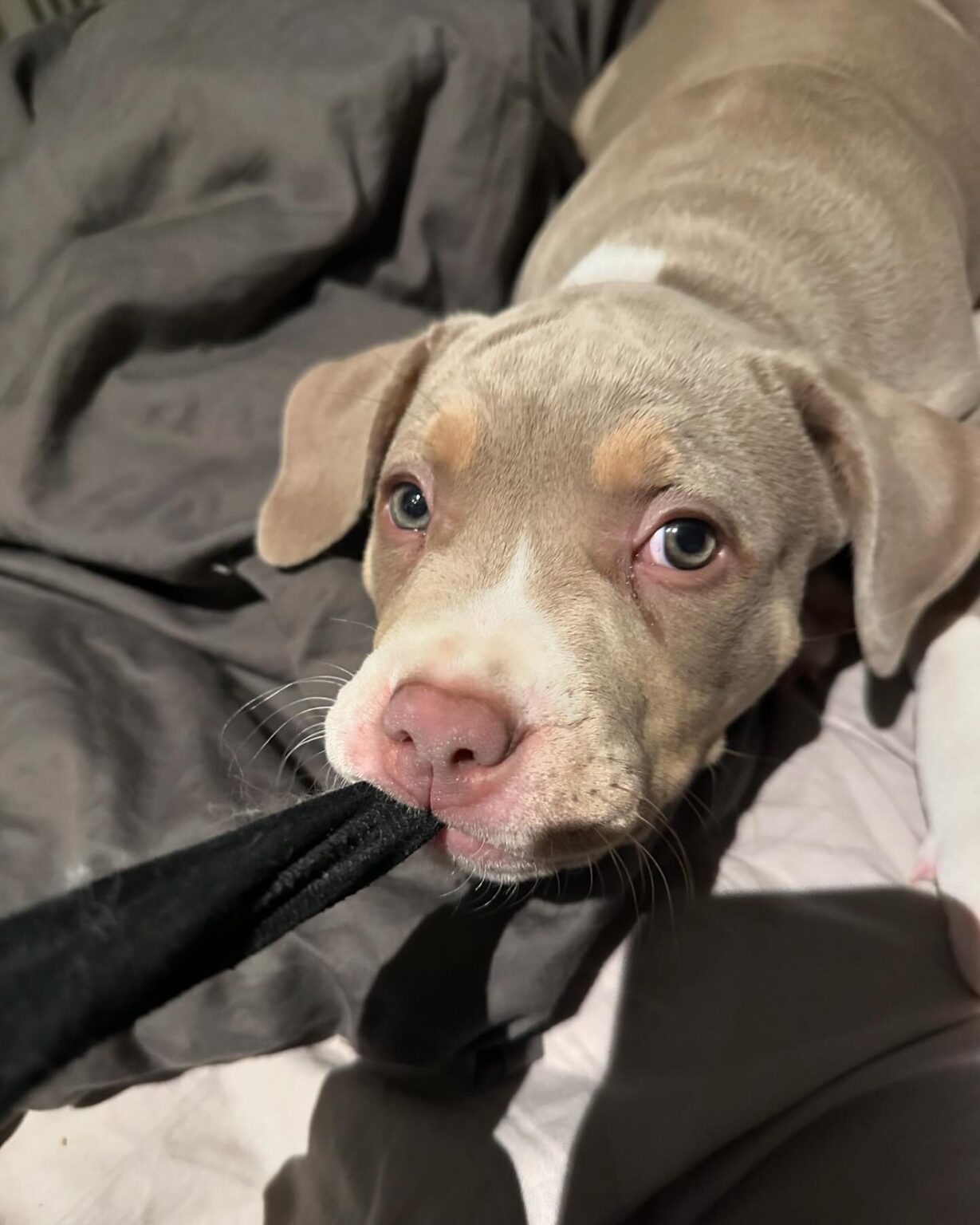 Pitbull for sale