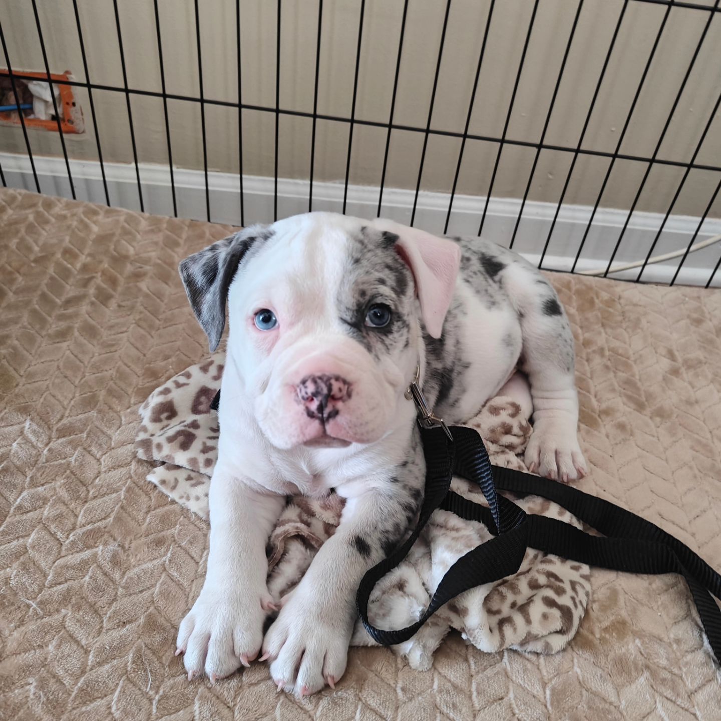 Pitbull puppies for sale