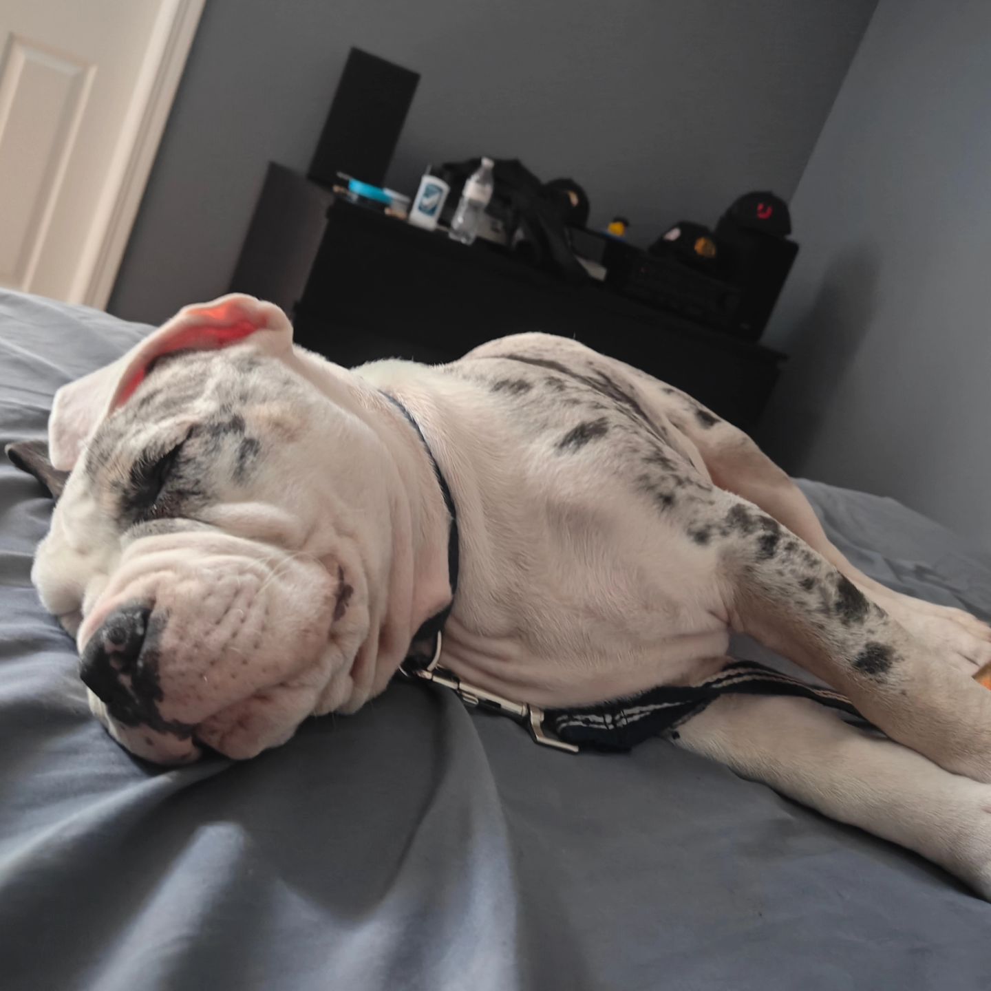Pitbull puppies for sale