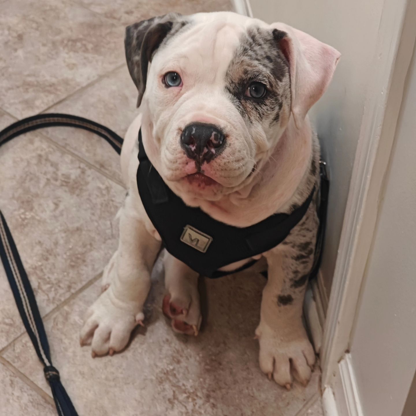 Pitbull puppies for sale