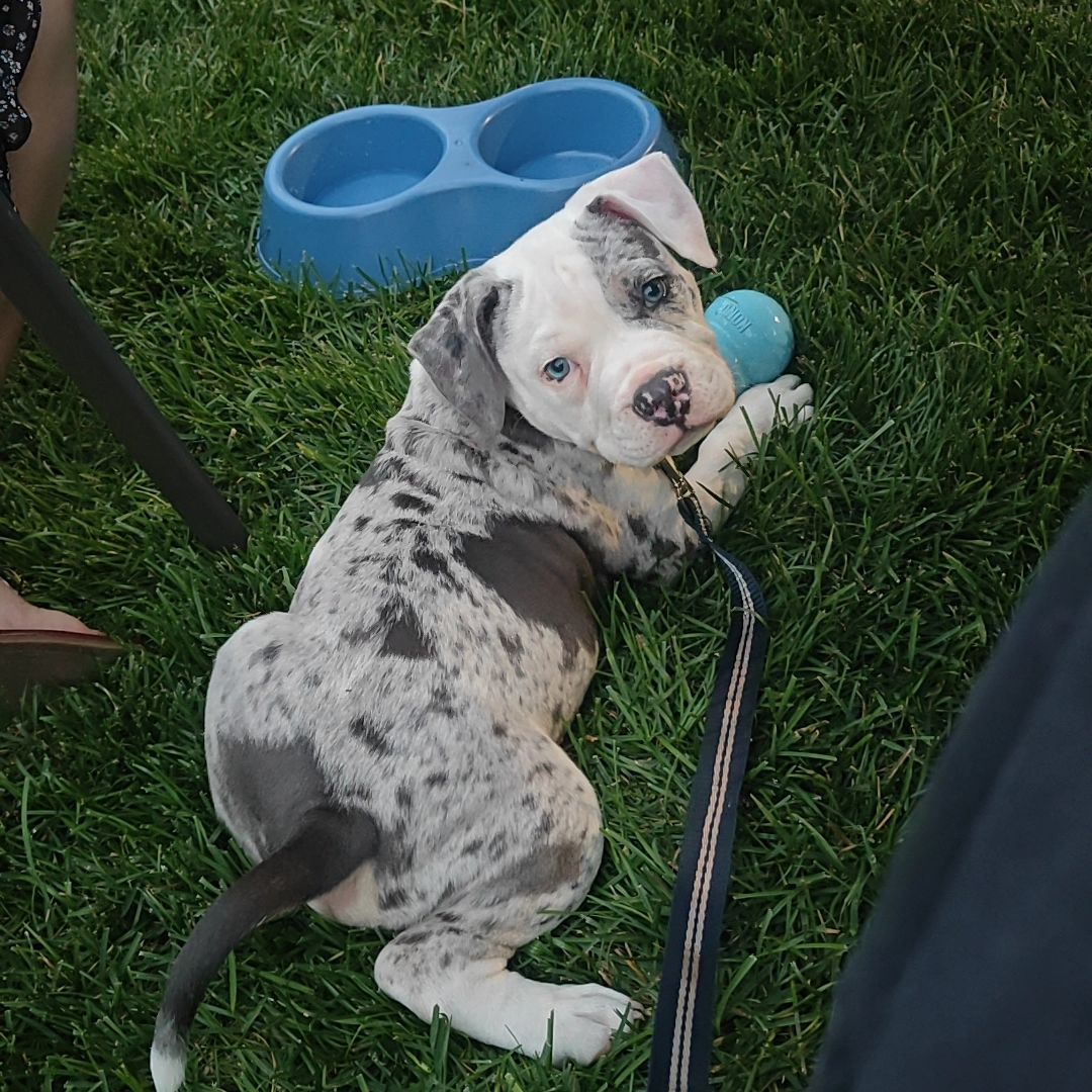 Pitbull puppies for sale