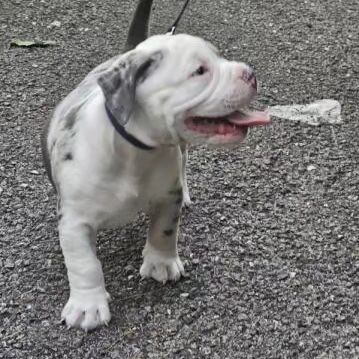 Pitbull puppies for sale