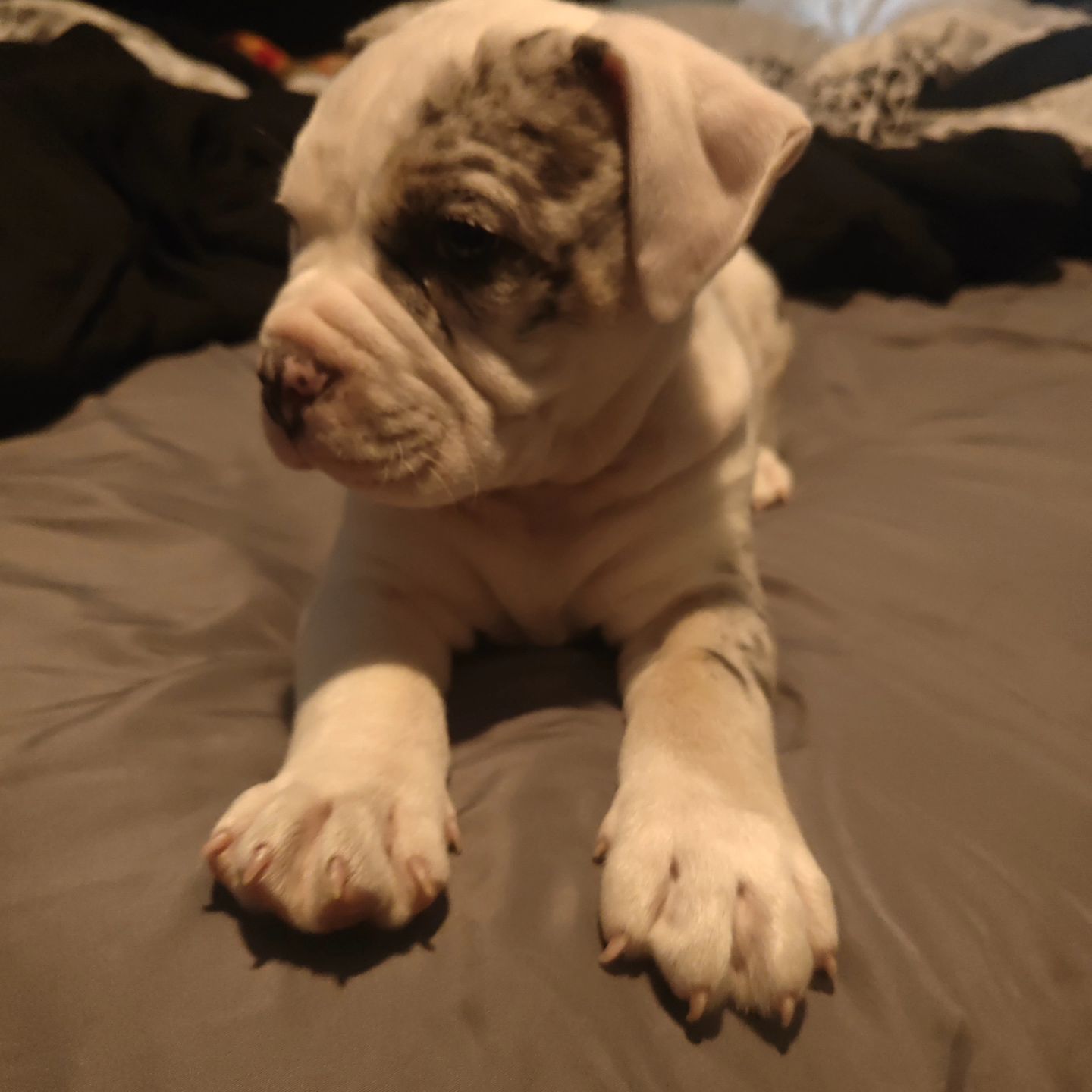 Pitbull puppies for sale